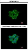 Anti-ACOT11 antibody [N1N3] used in Immunocytochemistry/ Immunofluorescence (ICC/IF). GTX119129