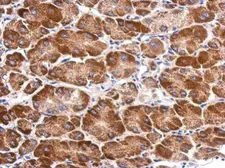 Anti-SARS2 antibody [N3C2], Internal used in IHC (Paraffin sections) (IHC-P). GTX119451