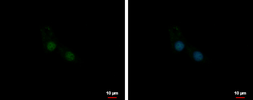 Anti-U1SNRNPBP antibody [N2C3] used in Immunocytochemistry/ Immunofluorescence (ICC/IF). GTX119546