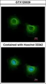 Anti-ST3GAL3 antibody used in Immunocytochemistry/ Immunofluorescence (ICC/IF). GTX120029