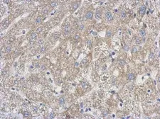 Anti-UPRT antibody used in IHC (Paraffin sections) (IHC-P). GTX120370