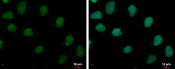 Anti-TRUB1 antibody used in Immunocytochemistry/ Immunofluorescence (ICC/IF). GTX120395