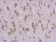 Anti-STAMBPL1 antibody [N3C3] used in IHC (Paraffin sections) (IHC-P). GTX120491