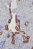 Anti-Kallikrein 1 antibody used in IHC (Paraffin sections) (IHC-P). GTX12058