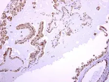 Anti-ASMTL antibody [N1C1] used in IHC (Paraffin sections) (IHC-P). GTX120590