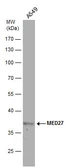 Anti-MED27 antibody used in Western Blot (WB). GTX120913