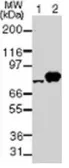 Anti-NAK / TBK1 antibody [108A429] used in Western Blot (WB). GTX12116