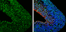 Anti-FABP7 antibody [N1C3] used in IHC (Frozen sections) (IHC-Fr). GTX121467