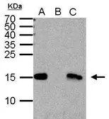 Anti-Histone H3K4me2 (Di-methyl Lys4) antibody used in Immunoprecipitation (IP). GTX121915