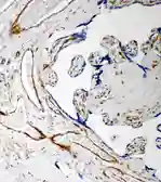 Anti-IDS antibody used in IHC (Paraffin sections) (IHC-P). GTX12202
