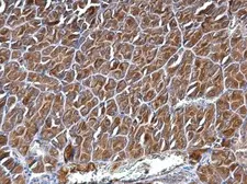 Anti-CYFIP1 antibody used in IHC (Paraffin sections) (IHC-P). GTX122802