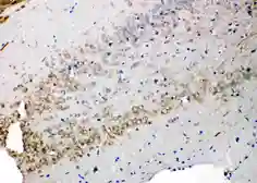 Anti-Syndecan 3 antibody used in IHC (Paraffin sections) (IHC-P). GTX12378