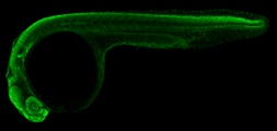 Anti-Sox2 antibody used in IHC (Whole mount) (IHC-Wm). GTX124477