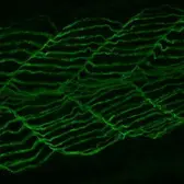Anti-Dnm2 antibody used in IHC (Whole mount) (IHC-Wm). GTX127330