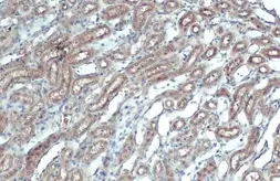 Anti-DCTD antibody used in IHC (Paraffin sections) (IHC-P). GTX127971