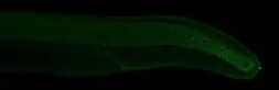 Anti-Eve1 antibody used in IHC (Whole mount) (IHC-Wm). GTX128318