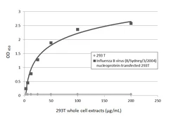 Anti-Influenza B virus Nucleoprotein antibody used in ELISA (ELISA). GTX128539