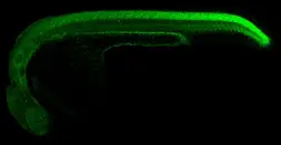 Anti-Cdx4 antibody used in IHC (Whole mount) (IHC-Wm). GTX128752