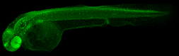 Anti-Pax6a+b antibody used in IHC (Whole mount) (IHC-Wm). GTX128843