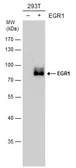 Anti-EGR1 antibody used in Western Blot (WB). GTX129015