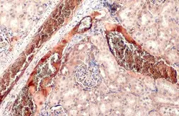 Anti-TGF beta 3 antibody used in IHC (Paraffin sections) (IHC-P). GTX129091