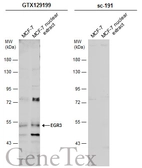 Anti-EGR3 antibody used in Western Blot (WB). GTX129199