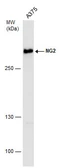 Anti-NG2 antibody used in Western Blot (WB). GTX130401
