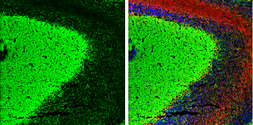 Anti-KIF2A antibody used in IHC (Frozen sections) (IHC-Fr). GTX130808