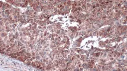 Anti-IRS4 antibody used in IHC (Paraffin sections) (IHC-P). GTX130865
