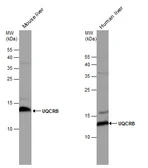 Anti-UQCRB antibody used in Western Blot (WB). GTX130895