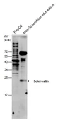 Anti-Sclerostin antibody used in Western Blot (WB). GTX130978