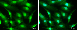 Anti-CRBN antibody used in Immunocytochemistry/ Immunofluorescence (ICC/IF). GTX131077