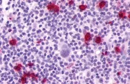 Anti-P2Y4 antibody used in IHC (Paraffin sections) (IHC-P). GTX13108