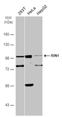 Anti-RIN1 antibody used in Western Blot (WB). GTX131627