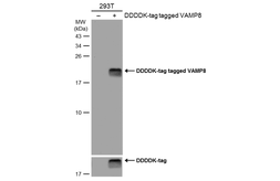 Anti-VAMP8 antibody used in Western Blot (WB). GTX132181