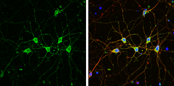 Anti-PHD2 antibody used in Immunocytochemistry/ Immunofluorescence (ICC/IF). GTX132293