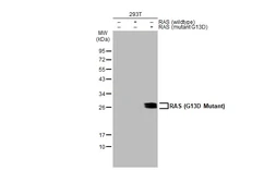 Anti-RAS (G13D Mutant) antibody used in Western Blot (WB). GTX132412