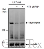 Anti-Huntingtin antibody used in Western Blot (WB). GTX132433