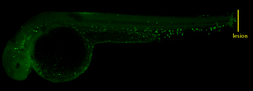 Anti-Mfap4 antibody used in IHC (Whole mount) (IHC-Wm). GTX132692
