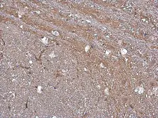 Anti-GABA Transporter 1 / GAT1 antibody used in IHC (Paraffin sections) (IHC-P). GTX133150