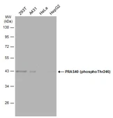 Anti-PRAS40 (phospho Thr246) antibody used in Western Blot (WB). GTX133176