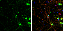 Anti-SAP102 antibody used in Immunocytochemistry/ Immunofluorescence (ICC/IF). GTX133211