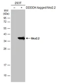 Anti-Nkx2.2 antibody used in Western Blot (WB). GTX133212
