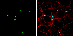 Anti-Nkx2.2 antibody used in Immunocytochemistry/ Immunofluorescence (ICC/IF). GTX133219