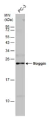 Anti-Noggin antibody used in Western Blot (WB). GTX133222