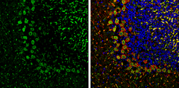 Anti-PSD93 antibody used in IHC (Frozen sections) (IHC-Fr). GTX133244