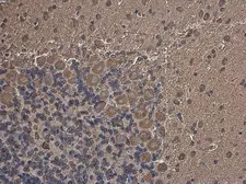 Anti-MARS antibody used in IHC (Paraffin sections) (IHC-P). GTX133363