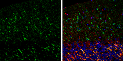 Anti-nNOS antibody used in IHC (Frozen sections) (IHC-Fr). GTX133403