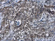 Anti-Cyclin D2 antibody used in IHC (Paraffin sections) (IHC-P). GTX133418