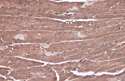 Anti-C3G antibody used in IHC (Paraffin sections) (IHC-P). GTX133726